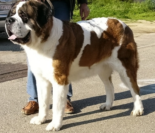 Ongekend Sint-Bernard | Rassen | Honden & Hondenrassen SQ-54