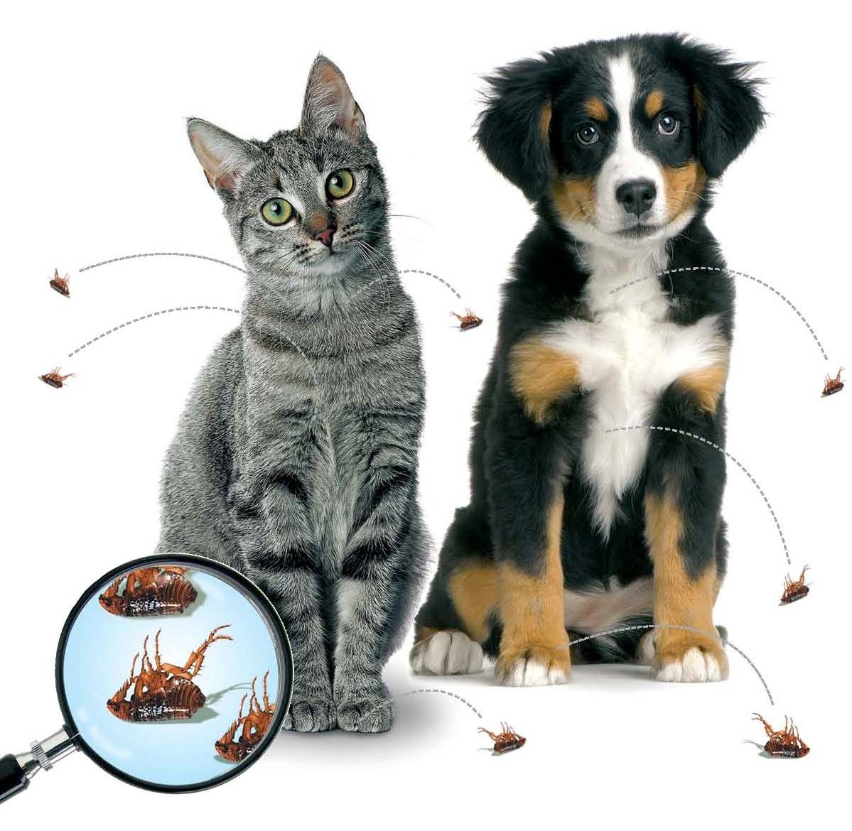Minimaal Gespierd Nauw Bescherm je hond met Advantix tegen kwelgeesten als vlooien en teken! | Medisch | Honden & Hondenrassen Minimaal Gespierd Nauw Bescherm je hond met Advantix tegen kwelgeesten als vlooien en teken! | Medisch | Honden & Hondenrassen