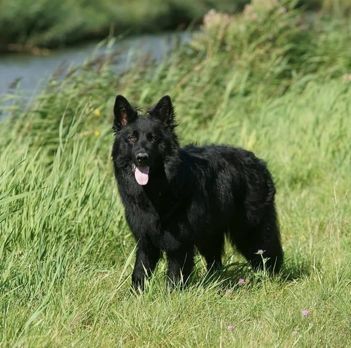 Wonderbaarlijk Oudduitse Herder | Rassen | Honden & Hondenrassen ZW-38