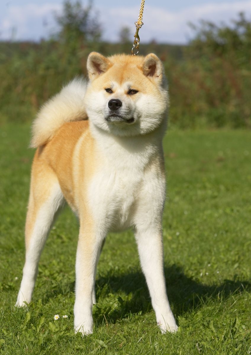 Akita