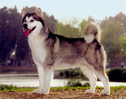 Alaska malamute