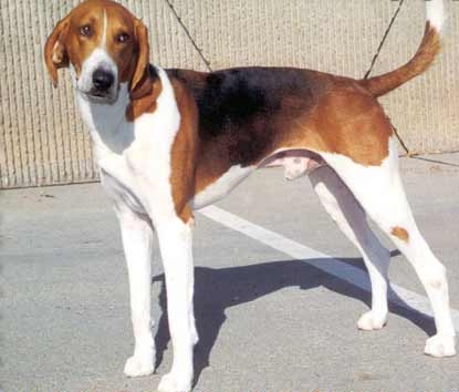 American foxhound