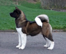 Amerikaanse akita of Great Japanese dog