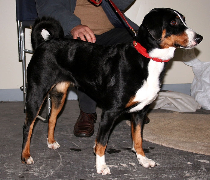 Appenzeller sennenhond