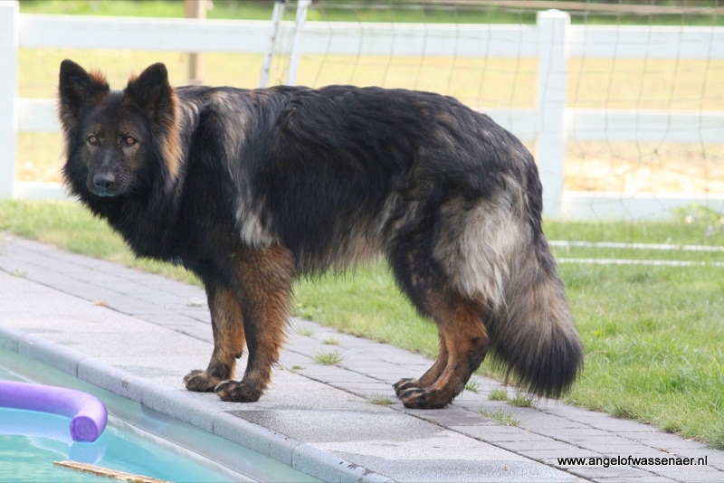 Verbazingwekkend Oudduitse Herder | Rassen | Honden & Hondenrassen HD-21