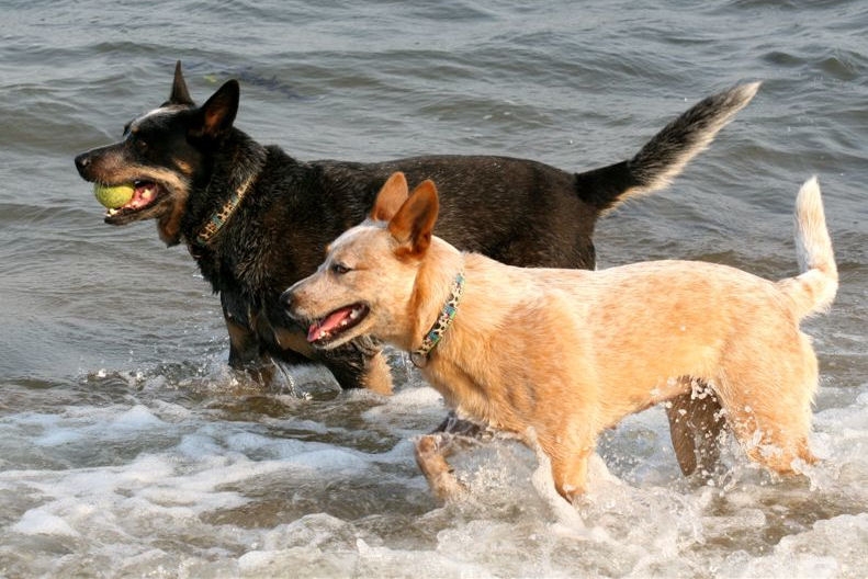 Australian cattle dog of Australische veedrijvershond