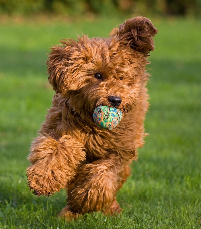 Australian Labradoodle