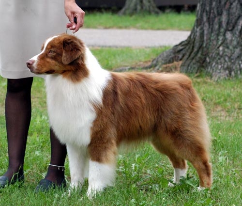 Australian shepherd of Australische herder