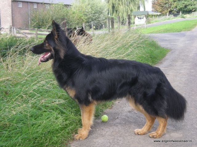 Onwijs Oudduitse Herder | Rassen | Honden & Hondenrassen ET-09