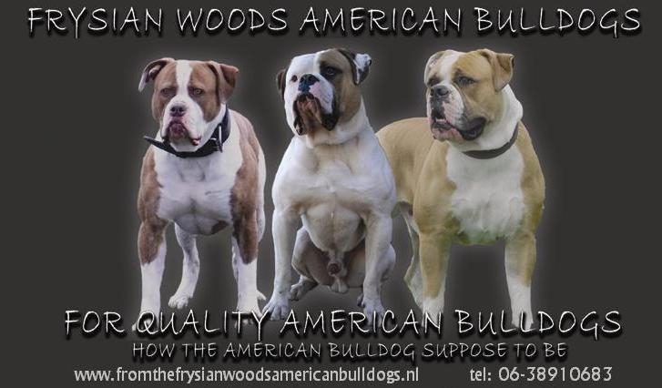 From the Frysian Woods American Bulldogs