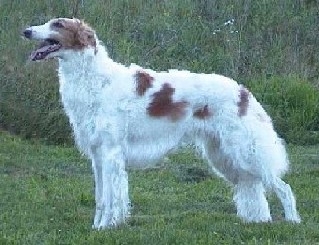 Barzoi