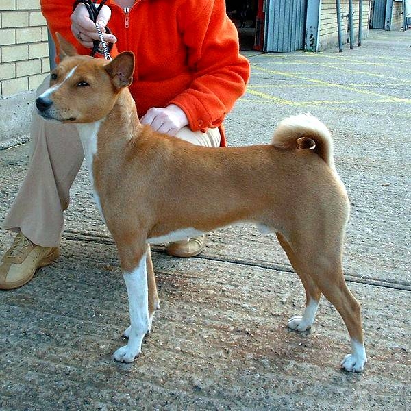 Basenji