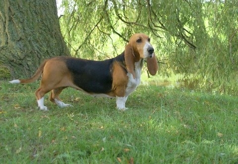 Basset artesien normand