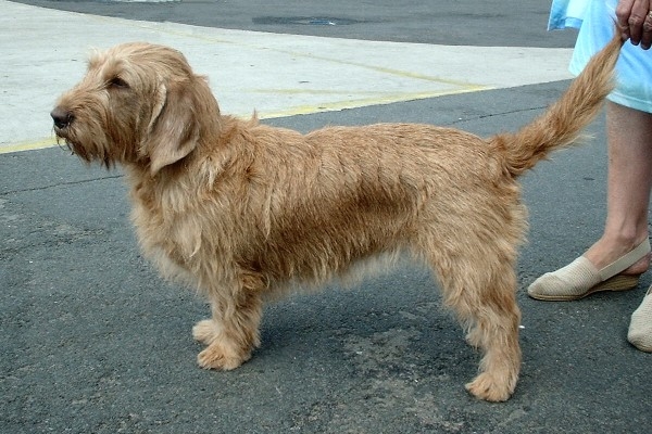 Basset fauve de Bretagne