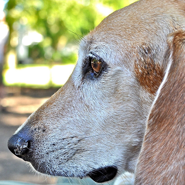 Beagle-harrier