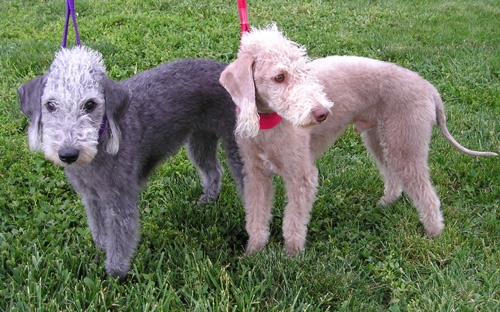 Bedlington terriër