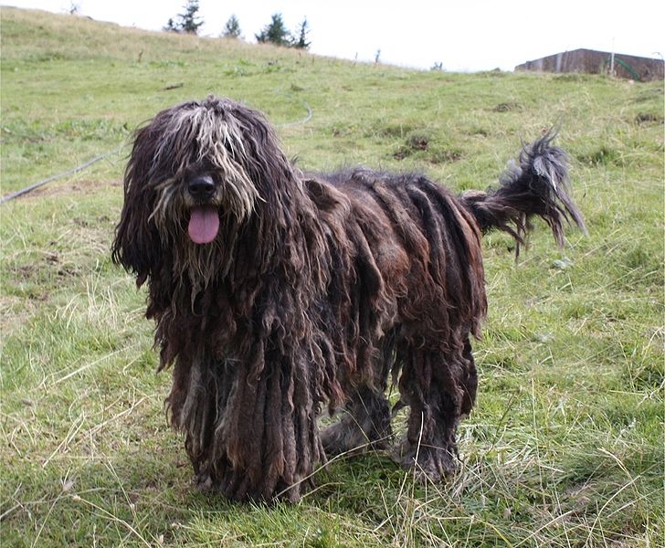 Bergamasco