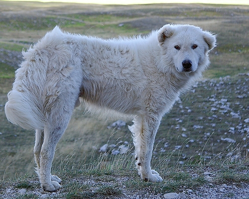 Berghond van de Maremmen en Abruzzen of Maremma