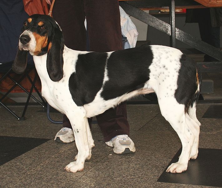 Berner Laufhund