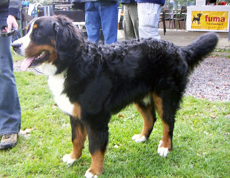 Berner sennenhond