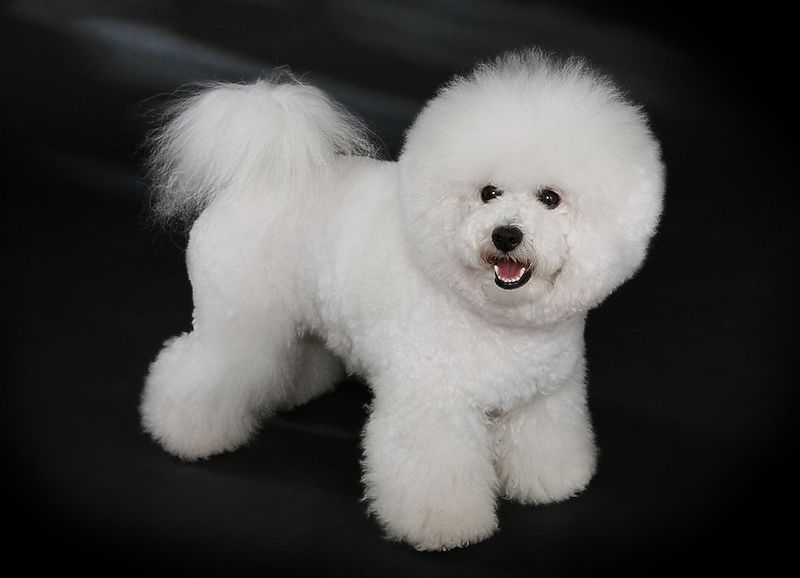 Bichon frisé