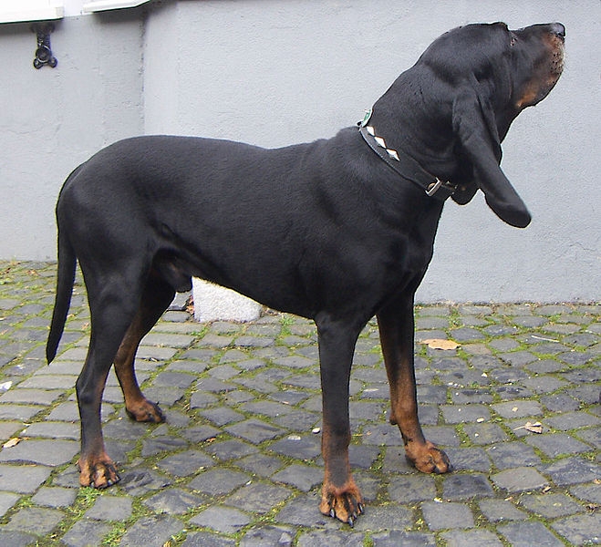 Black and tan coonhound