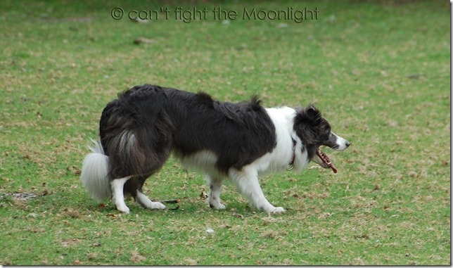 Bordercollie