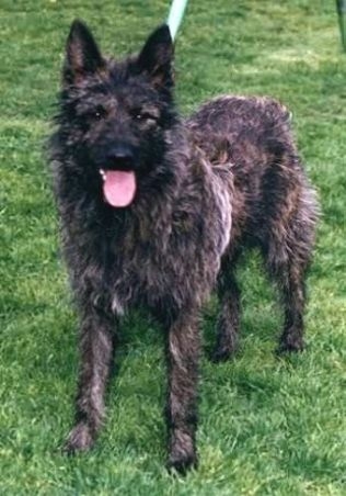 Bouvier des Ardennes