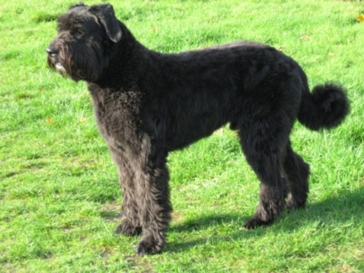 Bouvier des Flandres of Vlaamse koehond