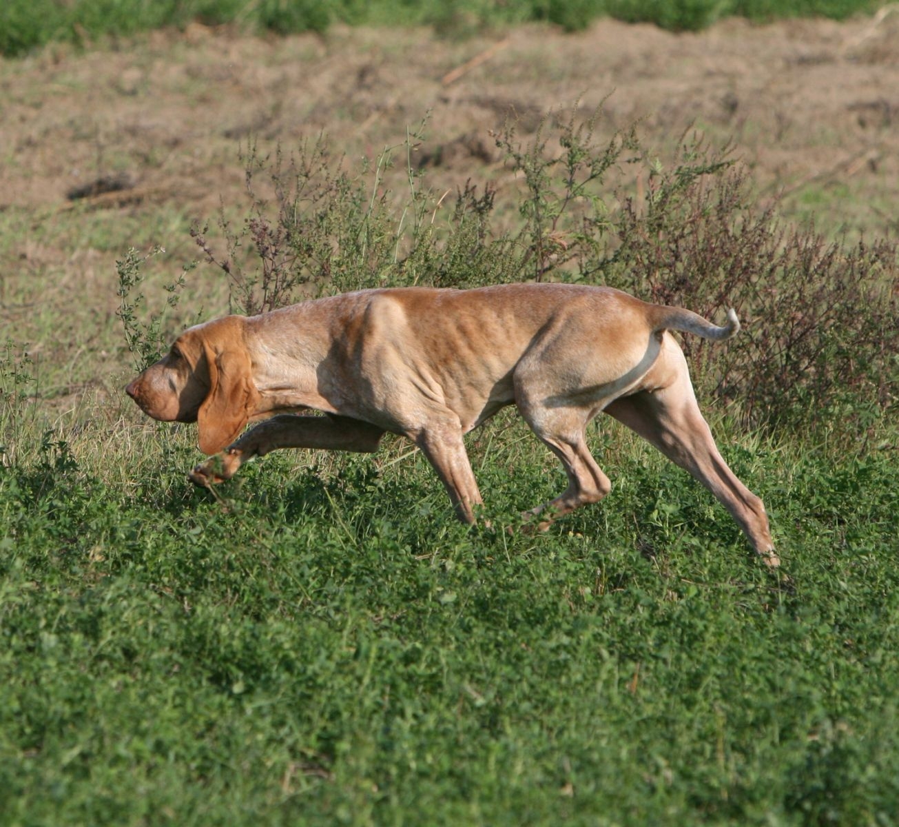 Bracco italiano