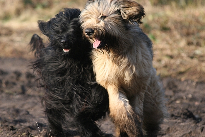 Briard