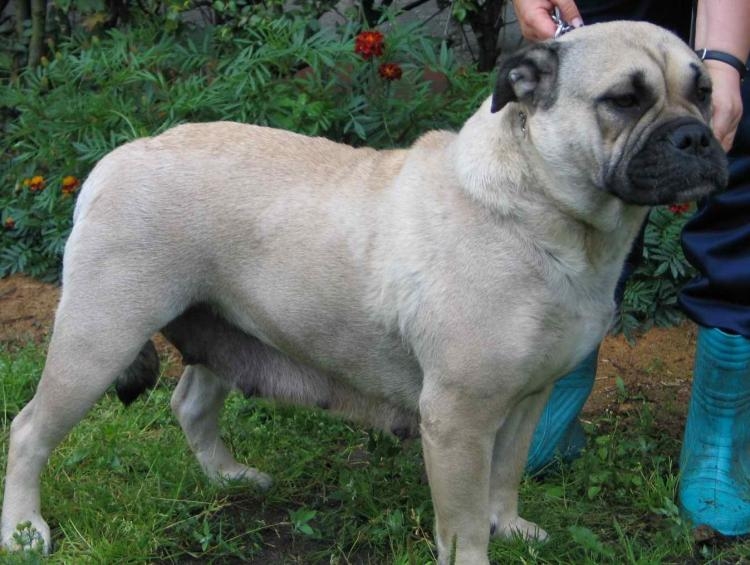 Ca de bou of Majorcaanse mastiff