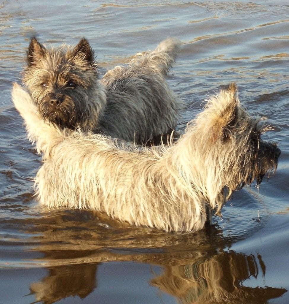 Cairn terriër