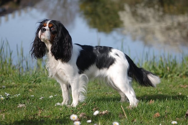 Cavalier King Charles-spaniël