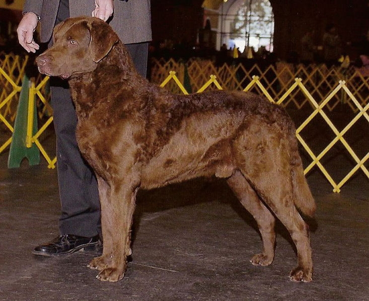 Chesapeake Bay retriever