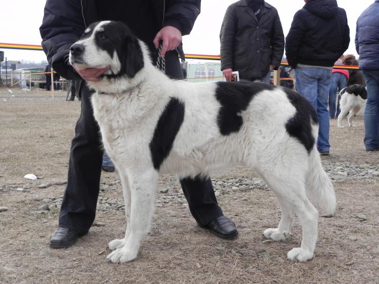 Ciobanesc Romanesc de Bucovina of Zuid Oost Europese Herder