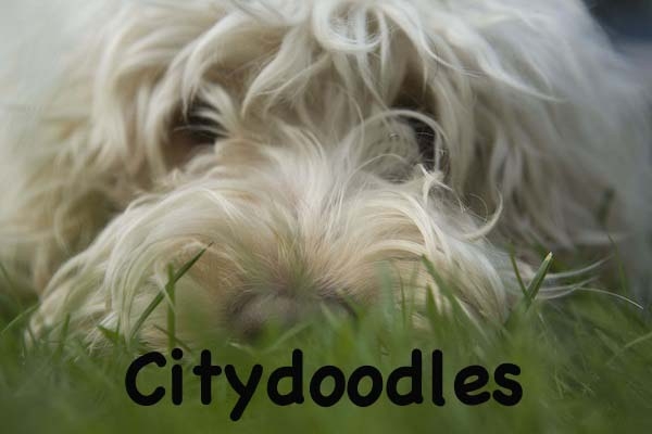 Citydoodles