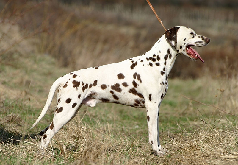 Dalmatische hond of Dalmatiër