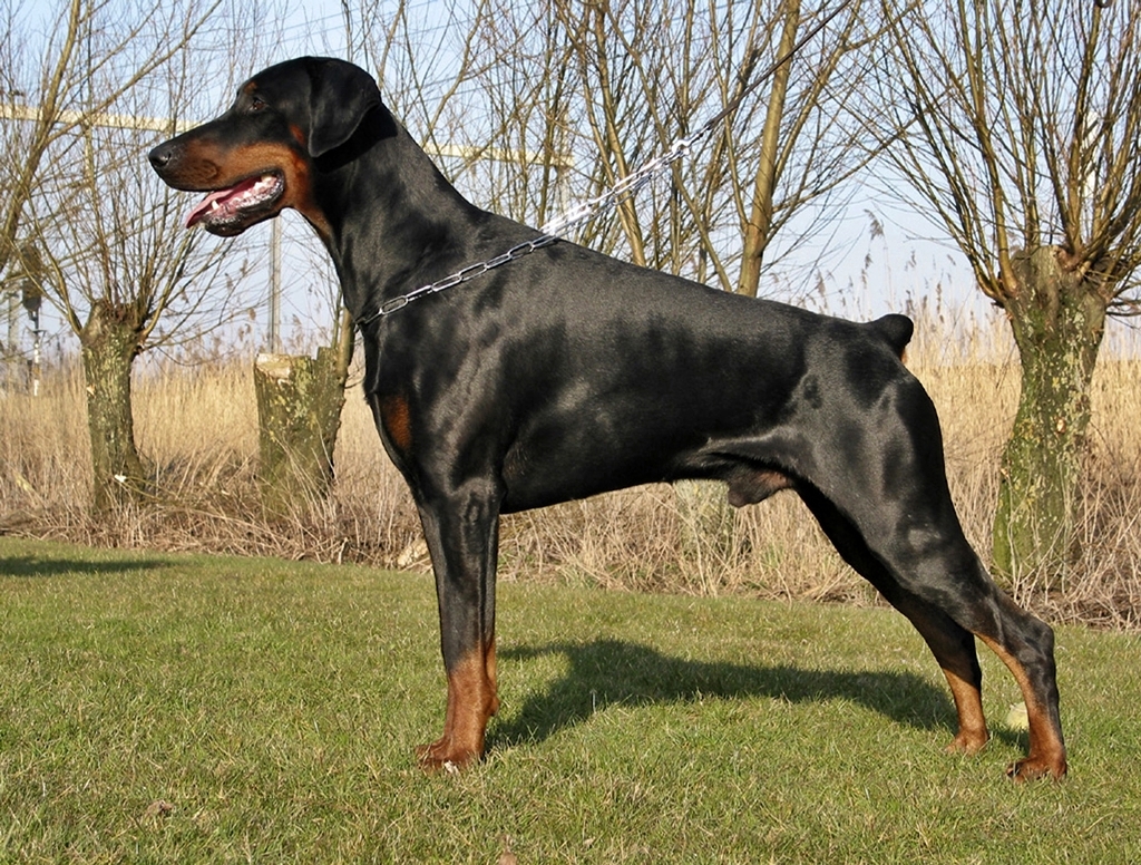 Dobermann