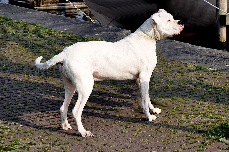 Dogo argentino of Argentijnse dog