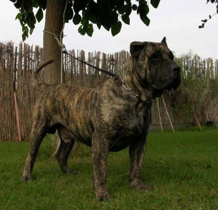 Dogo canario of Canarische dog