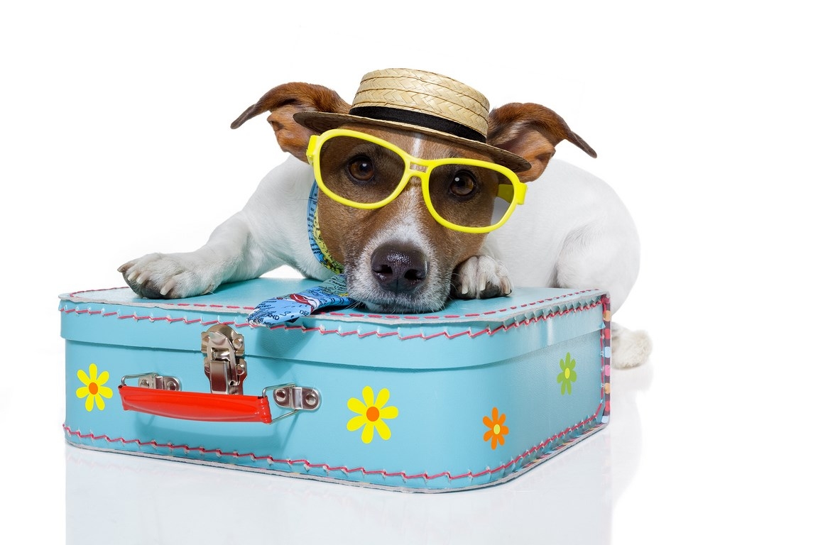 Ontwikkelen Lucht in het midden van niets Met honden op vakantie. | Algemene informatie | Honden & Hondenrassen