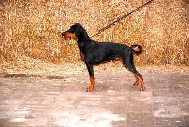 Duitse pinscher