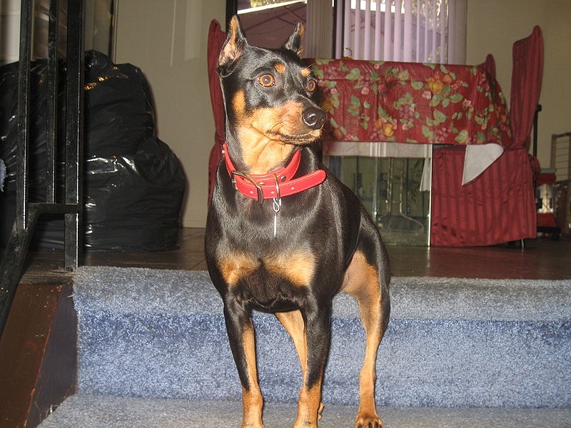 Dwergpinscher