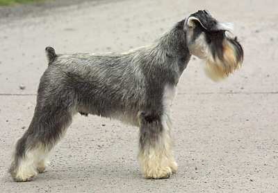 Dwergschnauzer