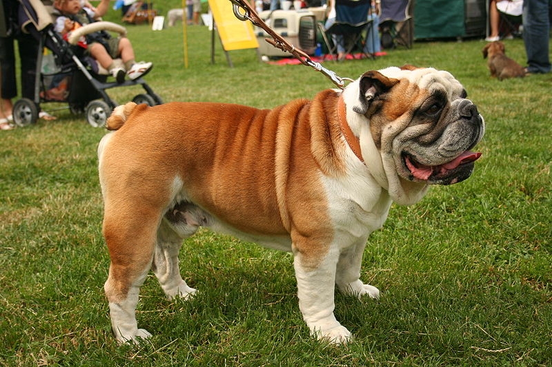Engelse bulldog of Bulldog
