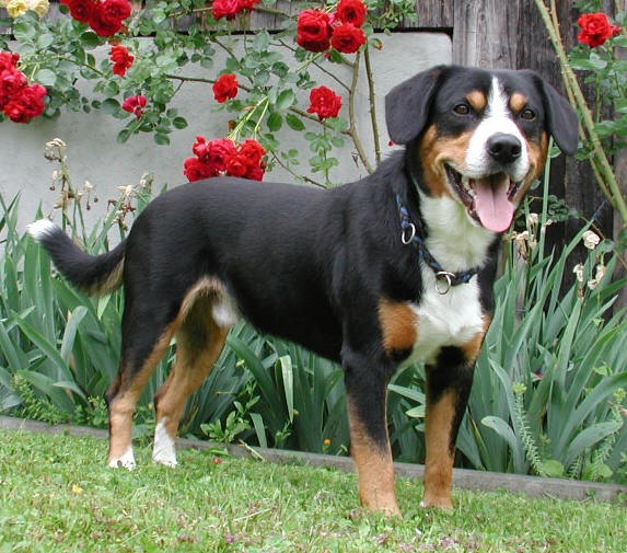 Entlebucher sennenhond