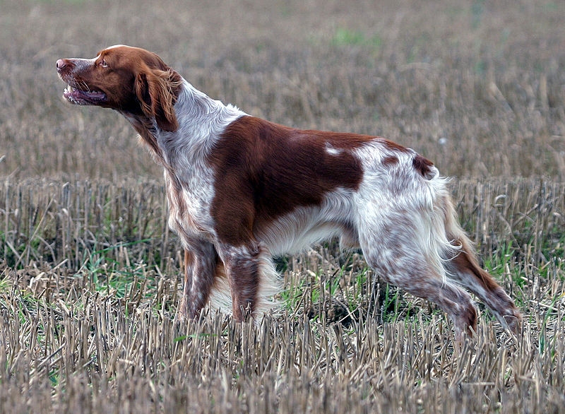 Epagneul | Honden & Hondenrassen