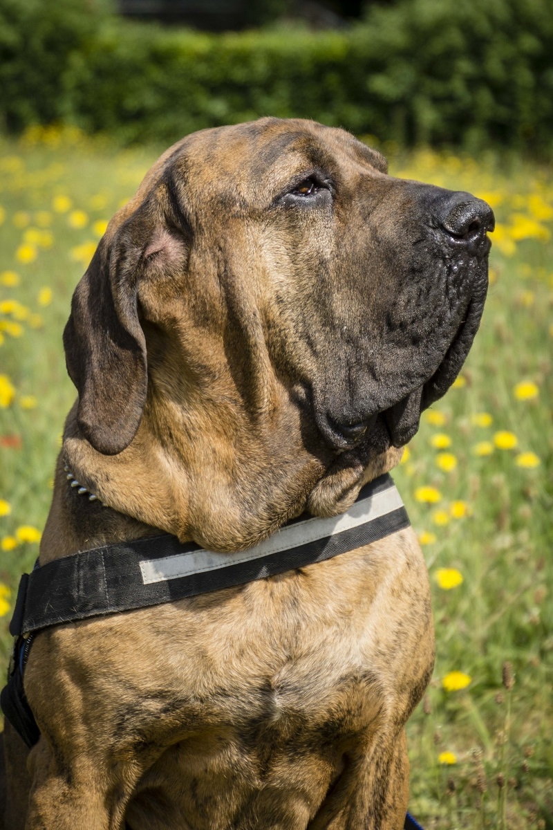 Hechting Herrie rijkdom Fila brasileiro | Rassen | Honden & Hondenrassen