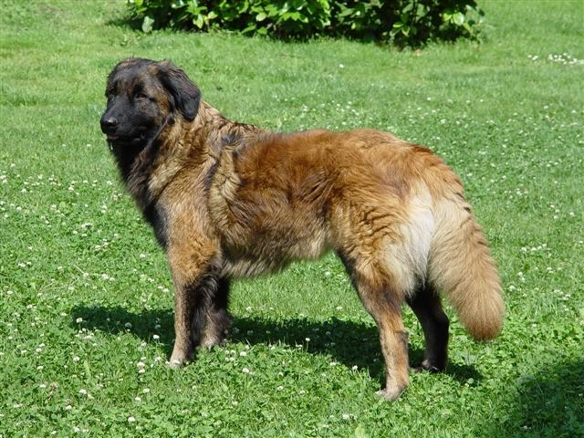 Cão da Serra da Estrêla of Estrela berghond